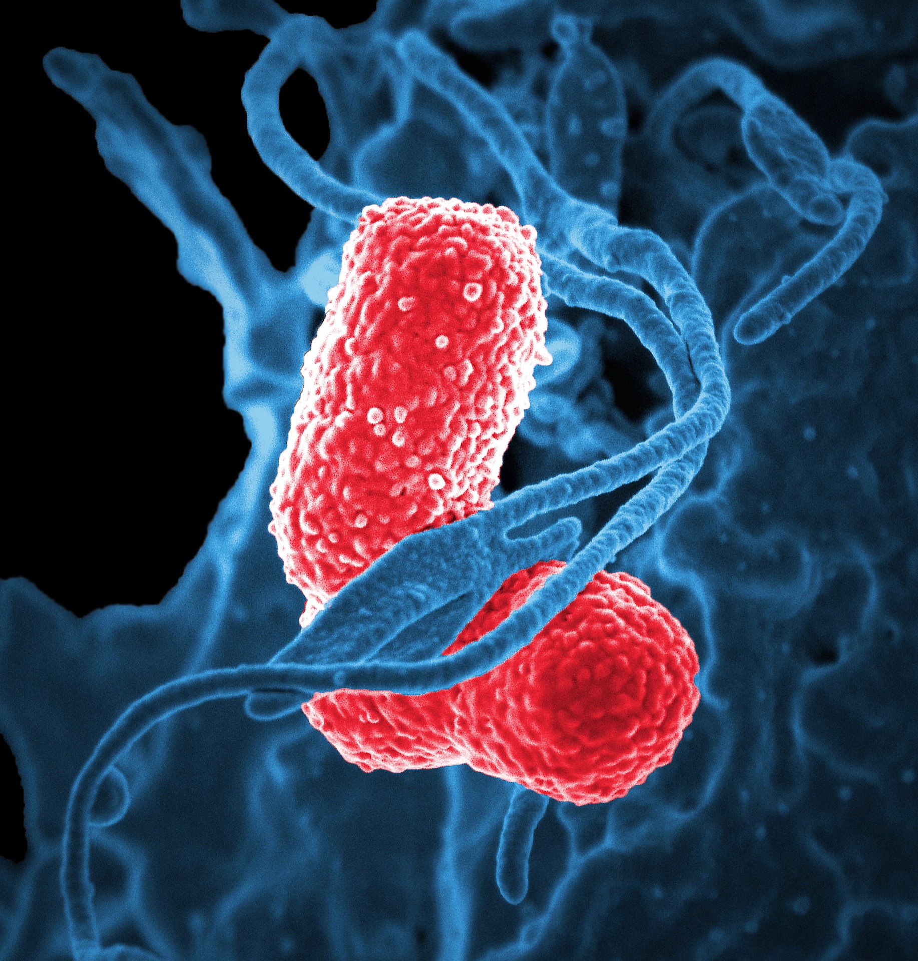 bacterii multirezistente
